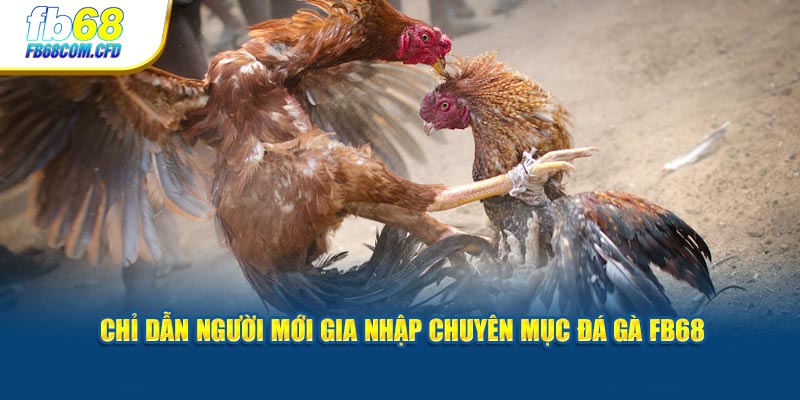 Chỉ dẫn người mới gia nhập chuyên mục đá gà FB68